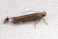 Aroga velocella