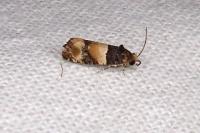 Lobesia bicinctana