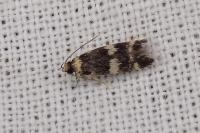 Oegoconia