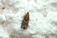 Ancylis comptana