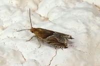 Ancylis comptana