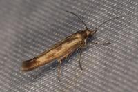 Scythris limbella