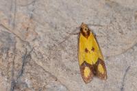 Agapeta zoegana
