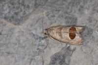 Notocelia uddmanniana