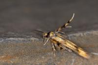 Stathmopoda pedella