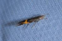 Cosmopterix scribaiella