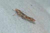 Pyroderces argyrogrammos