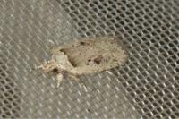 Agonopterix ocellana