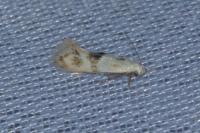 Elachista maculicerusella