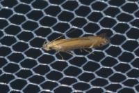 Monochroa cytisella