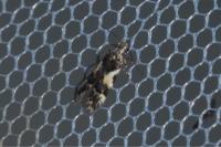 Teleiodes luculella