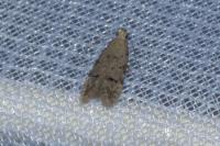 Teleiodes vulgella