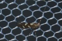 Calybites phasianipennella