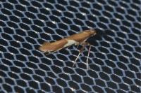 Caloptilia stigmatella