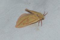 Hepialus humuli
