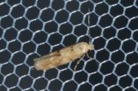 Mompha epilobiella