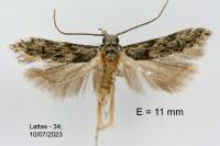Istrianis arenicolella