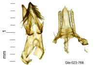 Istrianis arenicolella