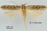 Scrobipalpa nitentella