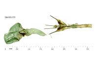 Scrobipalpa nitentella