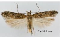 Scrobipalpa salinella