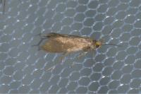 Crassa unitella