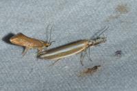 Pleurota aristella