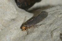 Cephimallota crassiflavella