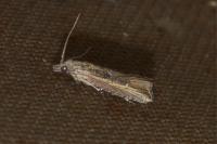 Bactra venosana