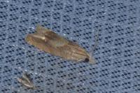 Eucosma conterminana