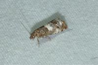 Notocelia trimaculana