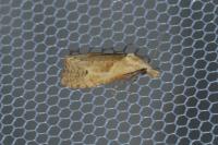 Phtheochroa inopiana