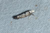 Paraswammerdamia nebulella