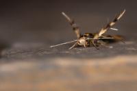 Stathmopoda pedella