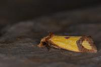 Agapeta zoegana