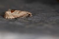 Notocelia uddmanniana