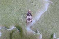Epinotia thapsiana