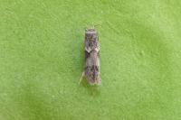Blastobasis glandulella