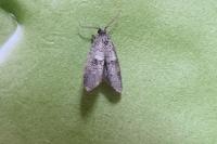 Penestoglossa dardoinella
