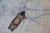 Zeiraphera griseana