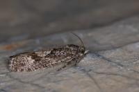 Zeiraphera griseana