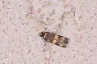 Oegoconia caradjai