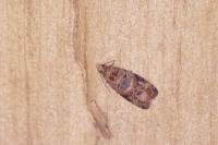 Lobesia botrana