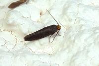 Cephimallota crassiflavella