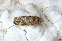 Lobesia botrana