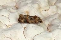 Lobesia botrana