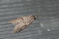 Penestoglossa dardoinella