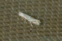 Bucculatrix bechsteinella