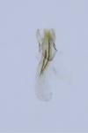 Bucculatrix bechsteinella