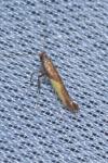 Caloptilia fidella